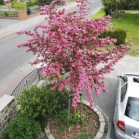 Im Vogelhaus Mit Dachterasse Und Grossem Garten * Calau